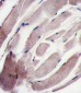 MAPK12 Antibody (C-term)